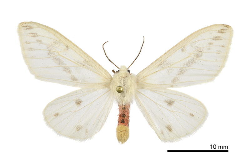 Lemyra nigricosta Female